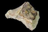 Fossil Horse (Mesohippus) Jaw Section - South Dakota #140885-1